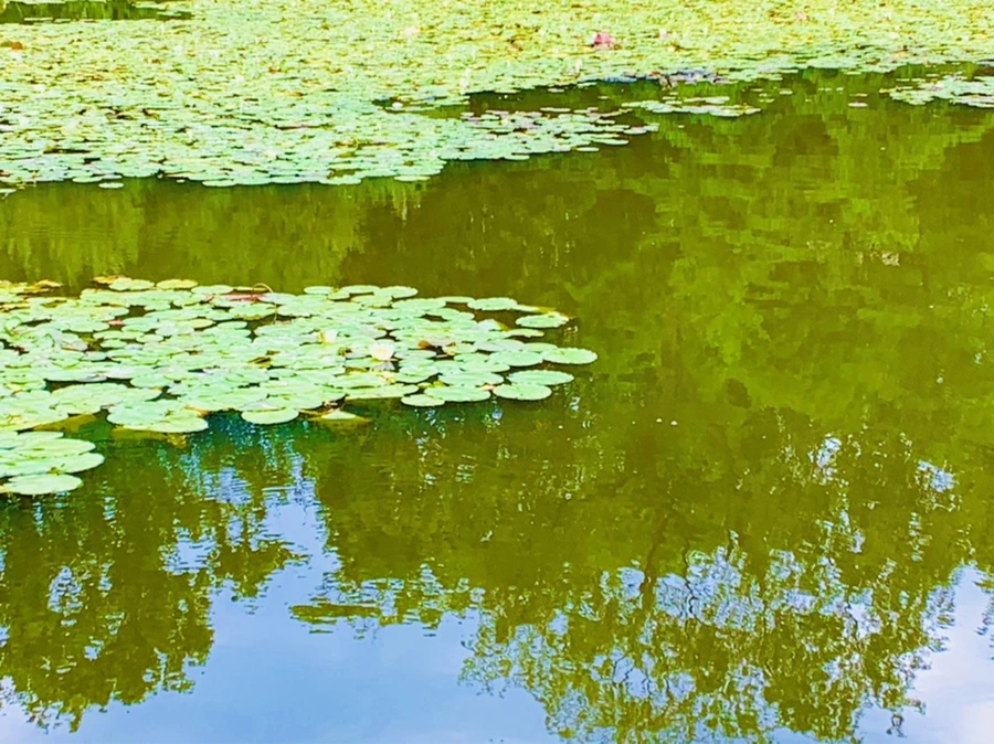 IMG_5138.jpg?type=w966