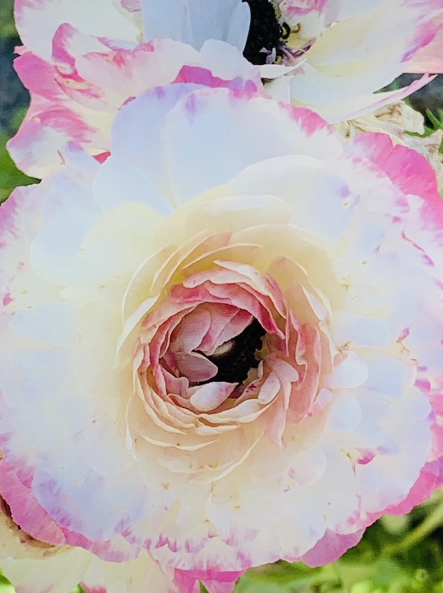 IMG_0640.jpg?type=w966