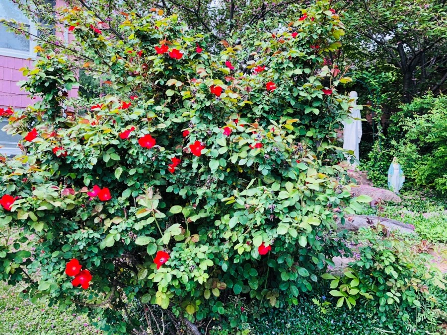 IMG_5745.jpg?type=w966