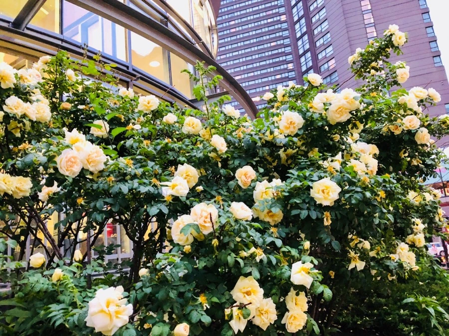 IMG_6664.jpg?type=w966