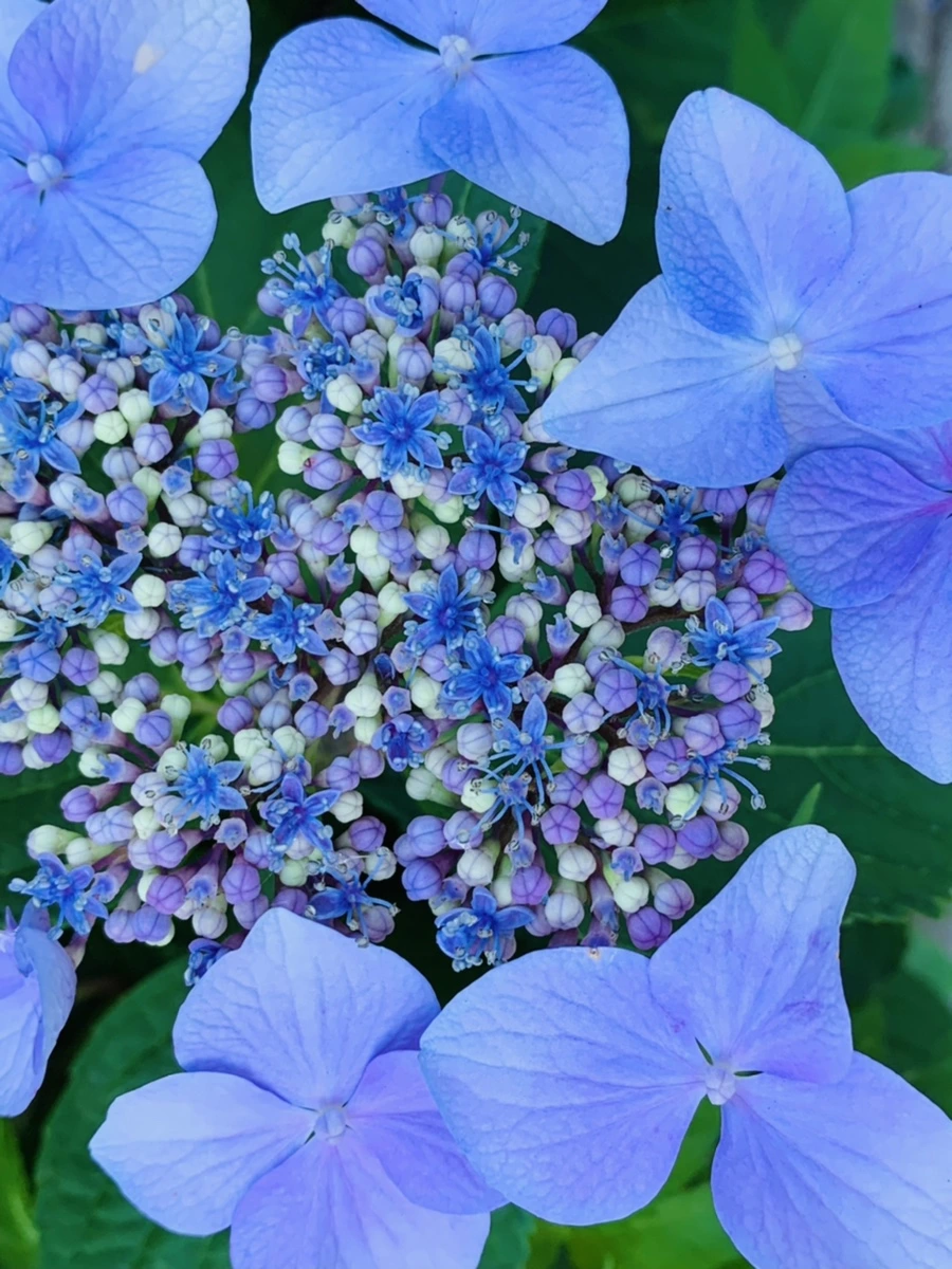 IMG_6282.jpg?type=w966