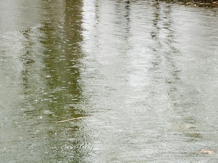 IMG_2115.jpg?type=w966