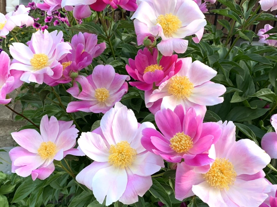 IMG_5649.jpg?type=w966