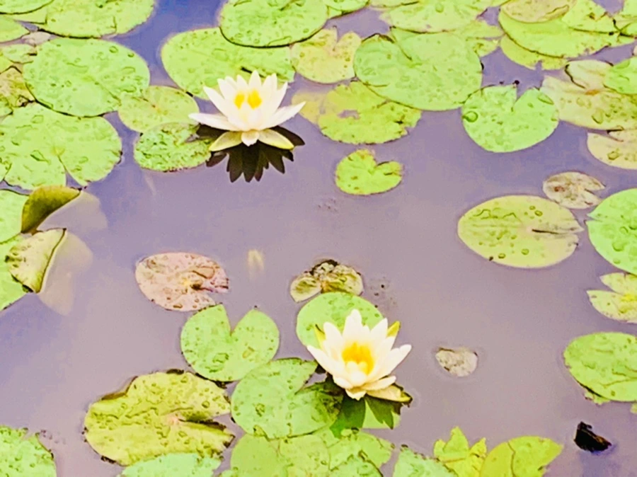 IMG_7831.jpg?type=w966