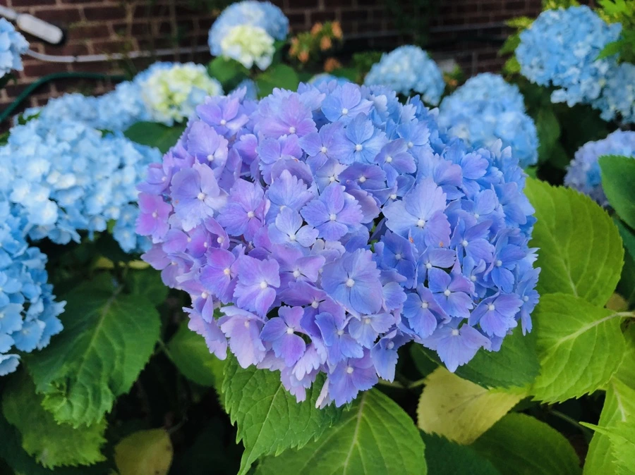 IMG_0352.jpg?type=w966