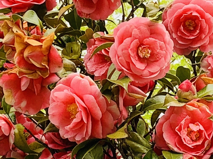 IMG_7778.jpg?type=w966