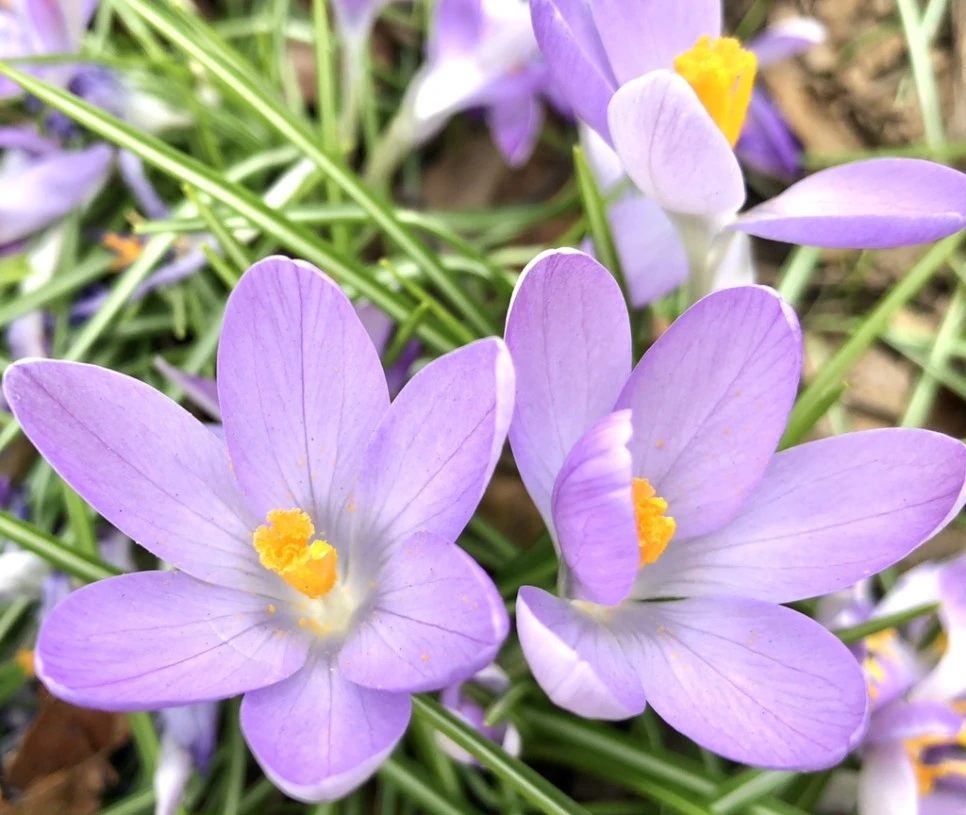 IMG_1987.jpg?type=w966