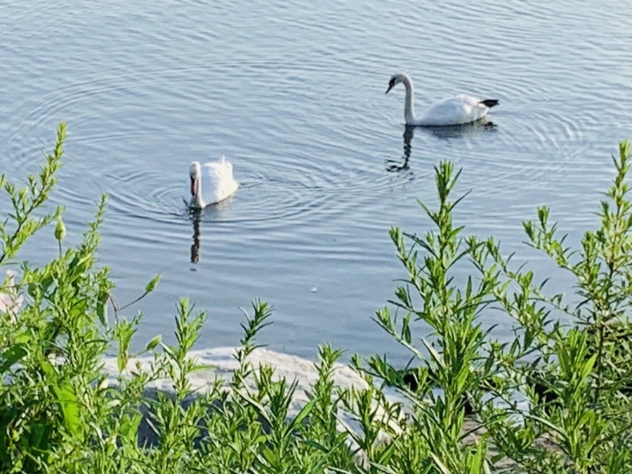 IMG_1534.jpg?type=w966