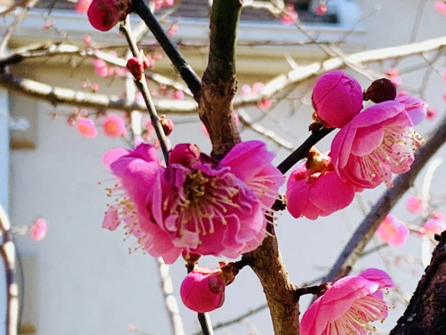 IMG_3012.jpg?type=w966