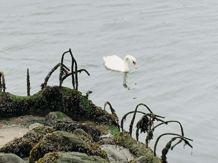 IMG_5156.jpg?type=w966