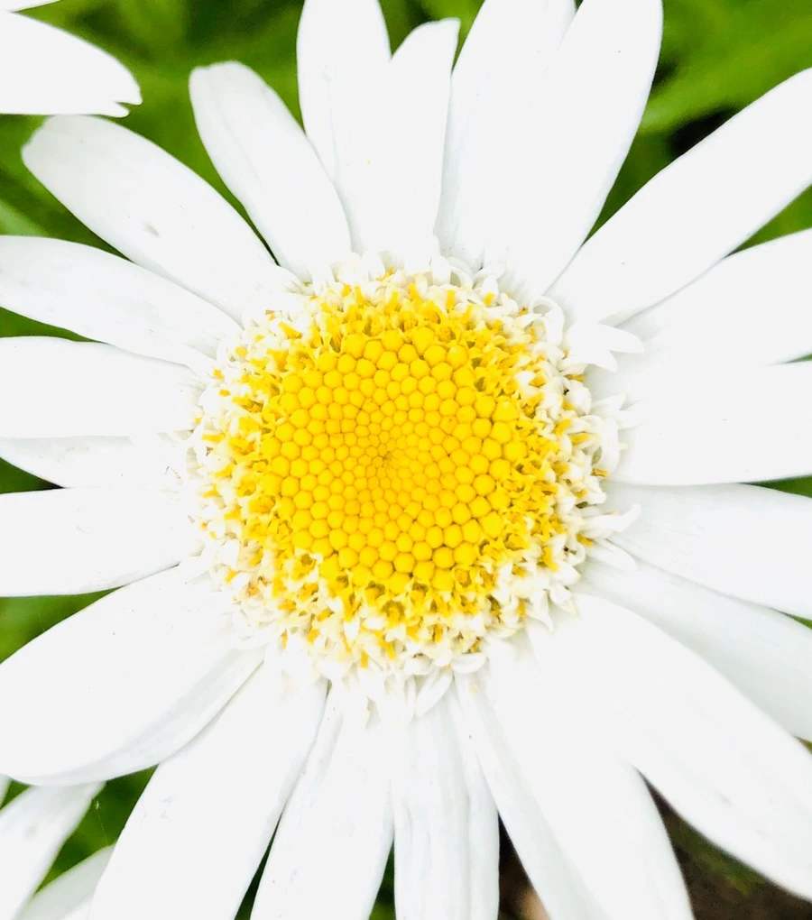 IMG_8794.jpg?type=w966