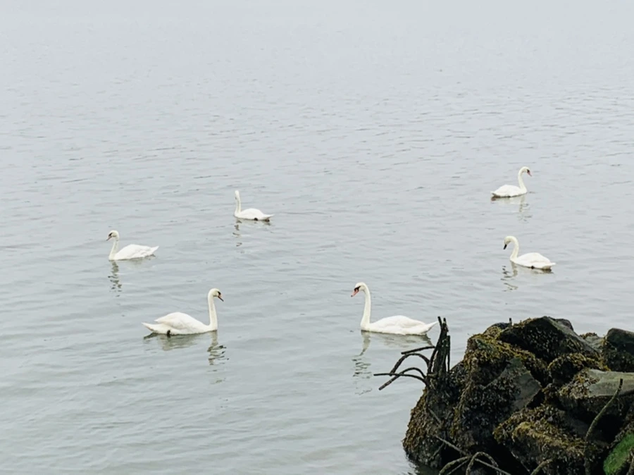 IMG_5185.jpg?type=w966