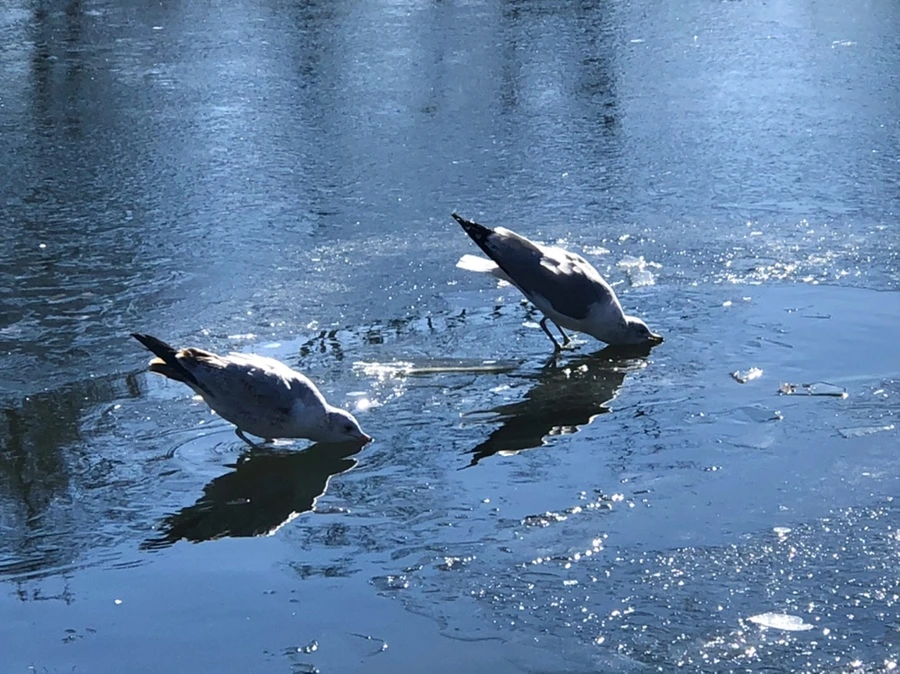 IMG_8084.jpg?type=w966