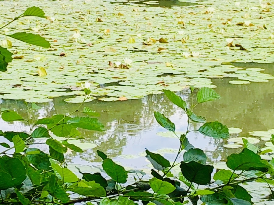 IMG_0709.jpg?type=w966