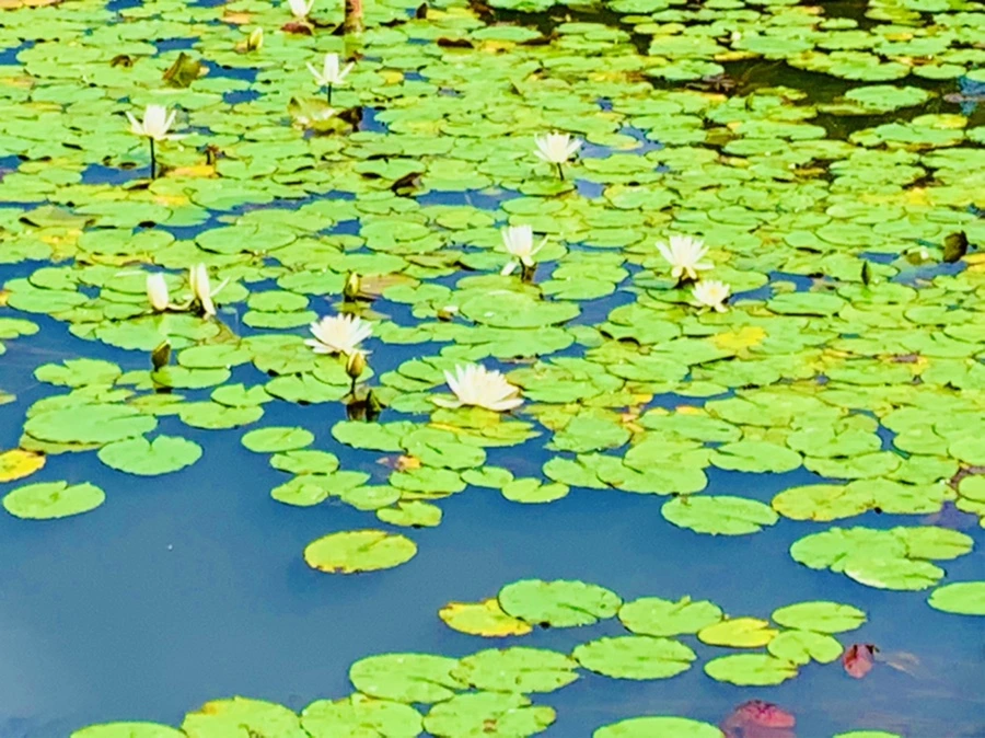 IMG_9279.jpg?type=w966