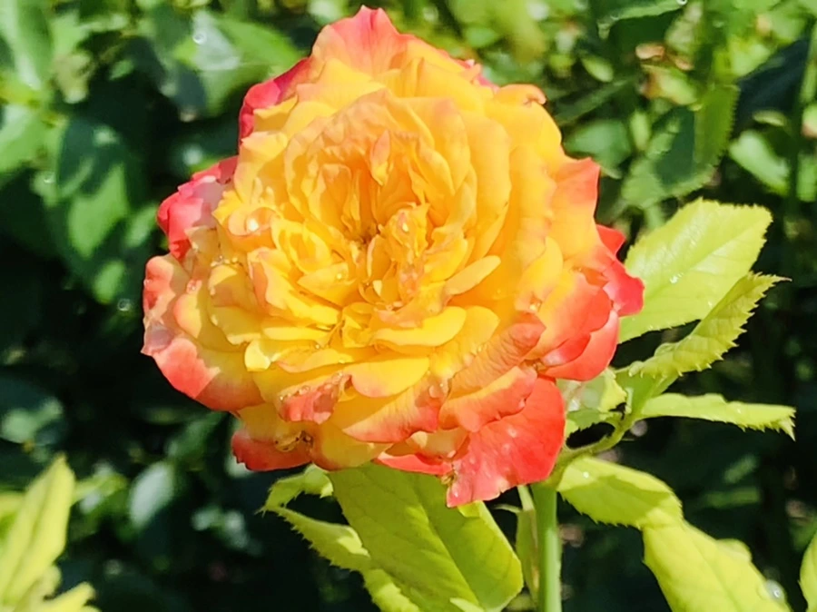 IMG_8467.jpg?type=w966