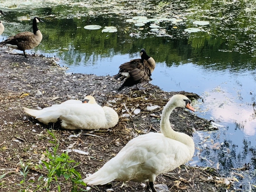 IMG_7635.jpg?type=w966