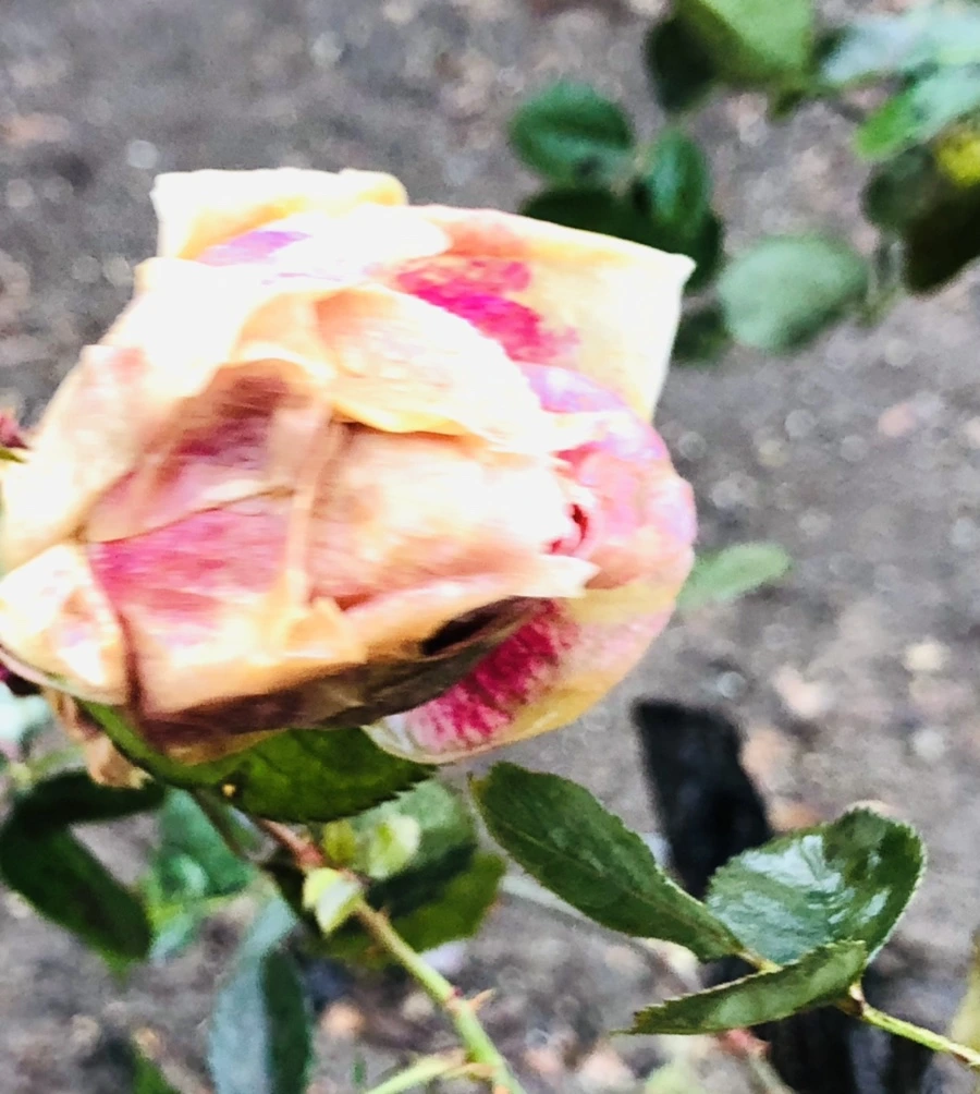 IMG_8088.jpg?type=w966