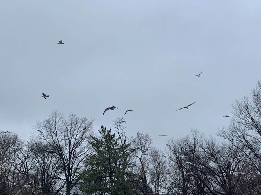 IMG_2124.jpg?type=w966