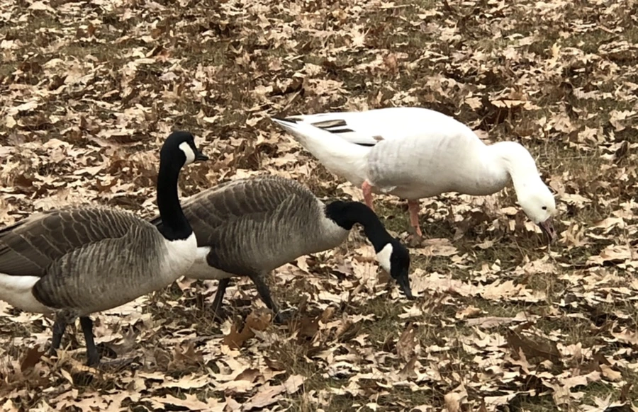 IMG_3189.jpg?type=w966