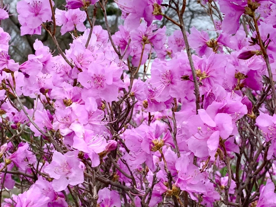 IMG_5962.jpg?type=w966