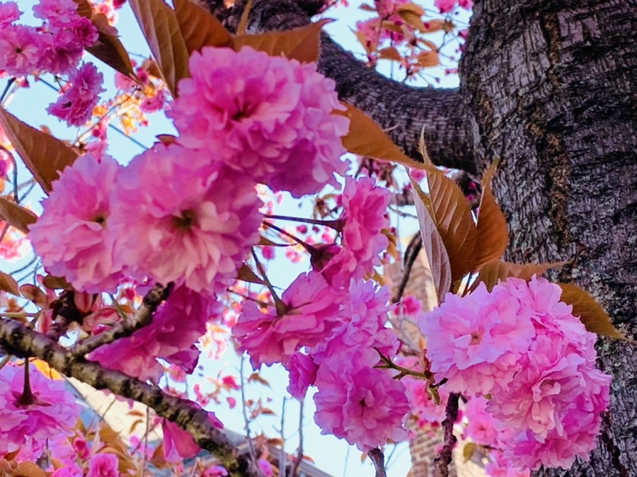 IMG_4197.jpg?type=w966