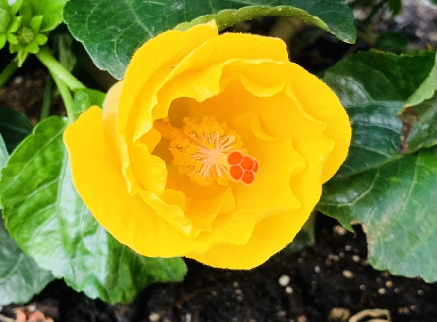 IMG_8207.jpg?type=w966