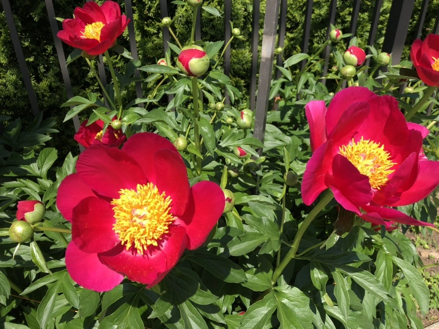 IMG_4862.jpg?type=w966