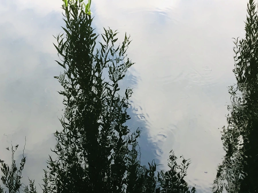 IMG_3086.jpg?type=w966