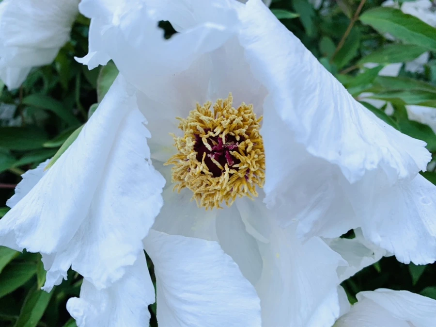 IMG_7540.jpg?type=w966