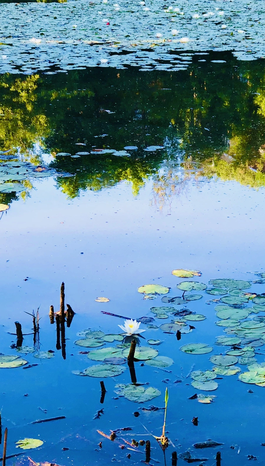 IMG_3817.jpg?type=w966