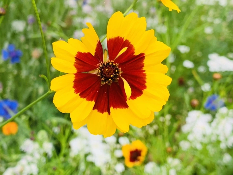 IMG_7235.jpg?type=w966