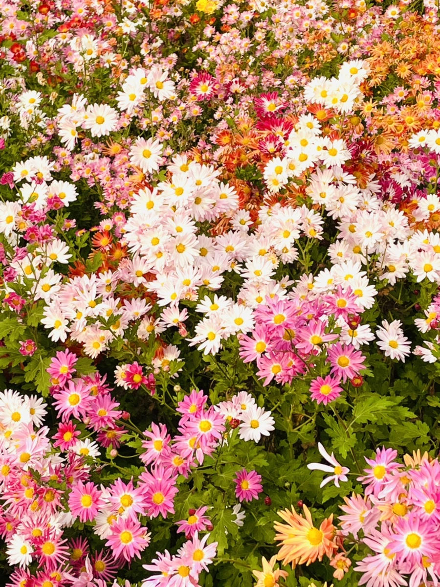 IMG_1205.jpg?type=w966