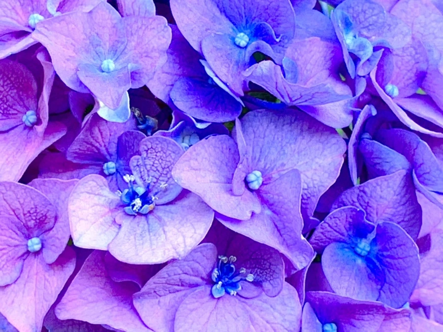 IMG_8771.jpg?type=w966