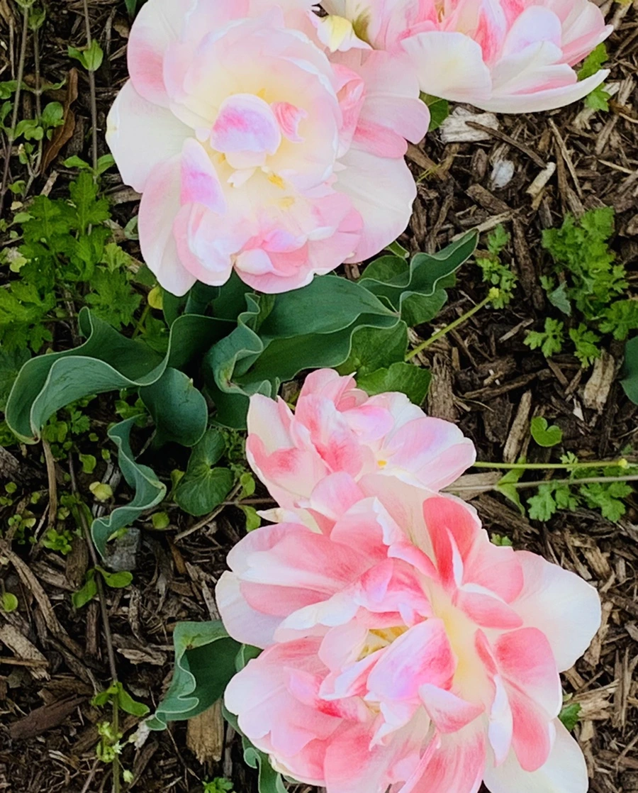 IMG_6901.jpg?type=w966