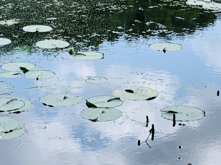 IMG_7509.jpg?type=w966