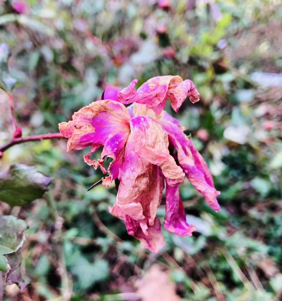 IMG_7998.jpg?type=w966