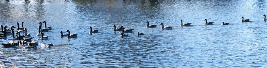 IMG_9272.jpg?type=w966