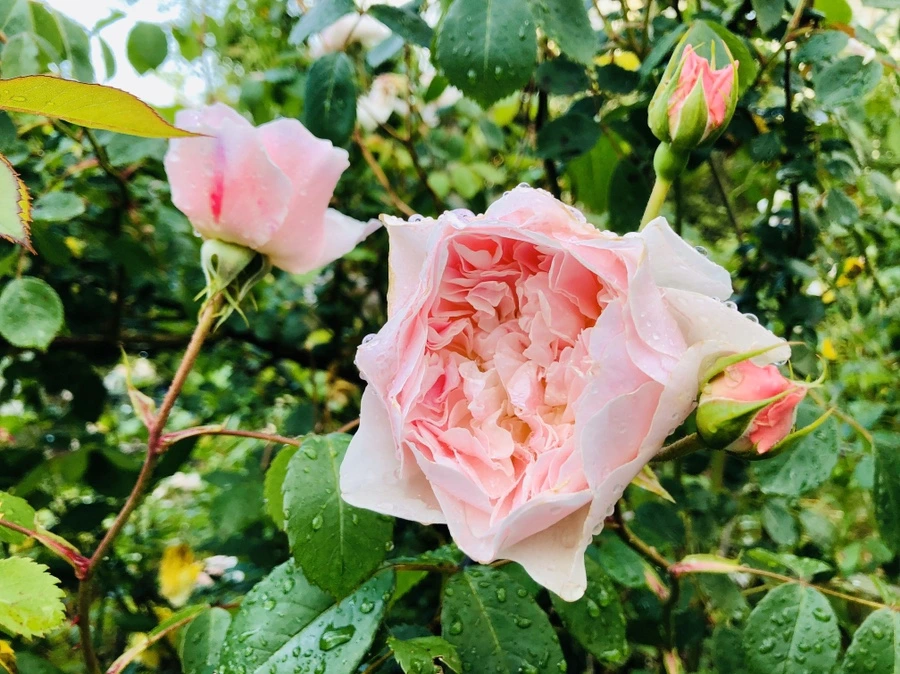 IMG_8026.jpg?type=w966