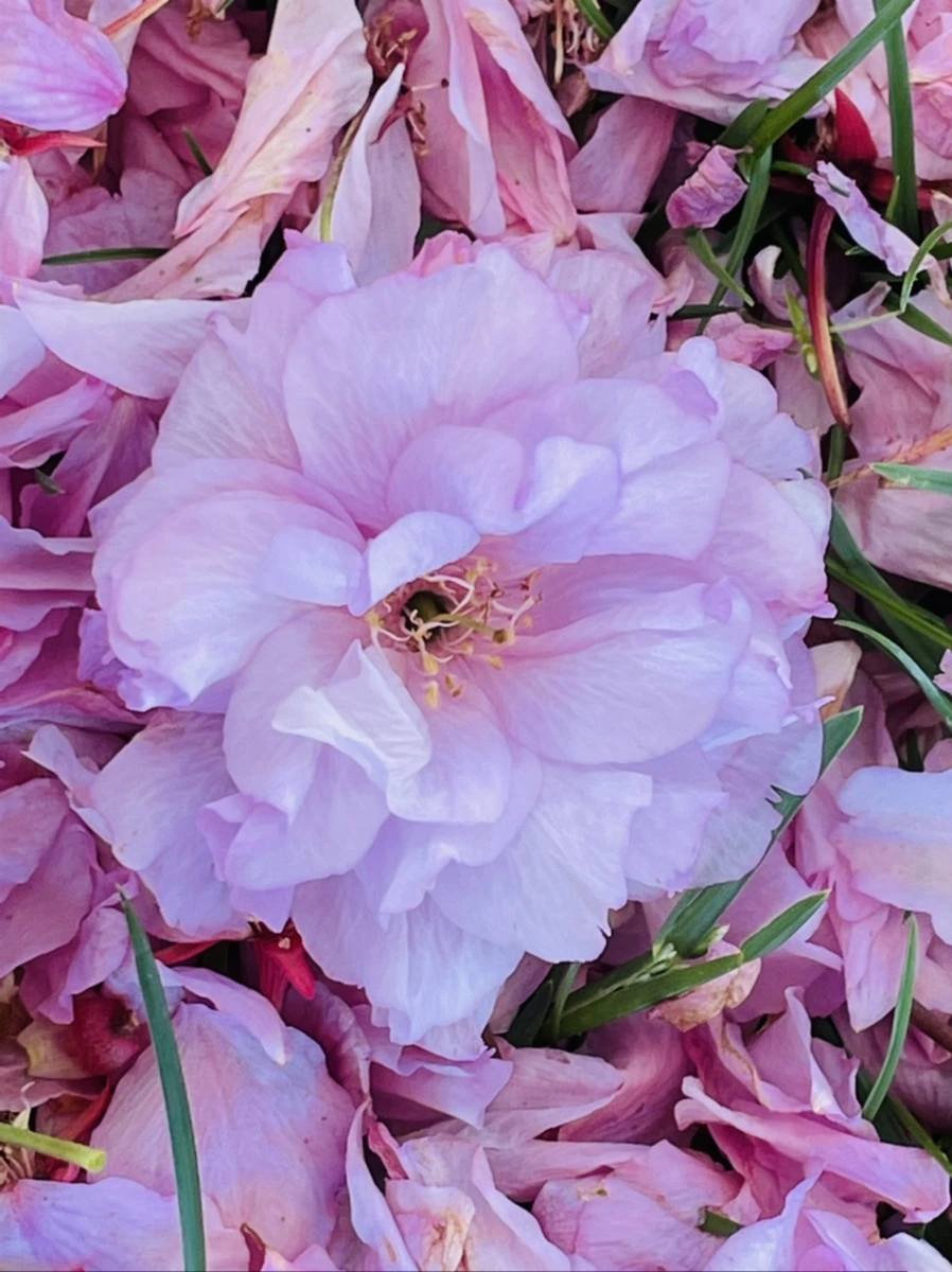 IMG_5944.jpg?type=w966