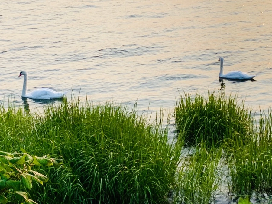 IMG_3627.jpg?type=w966