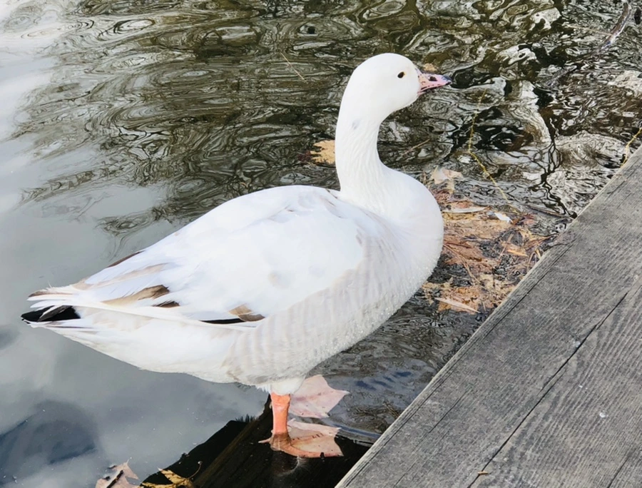 IMG_3527.jpg?type=w966