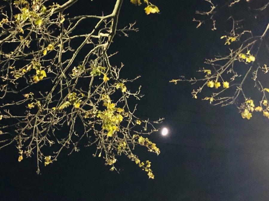 IMG_5112.jpg?type=w966