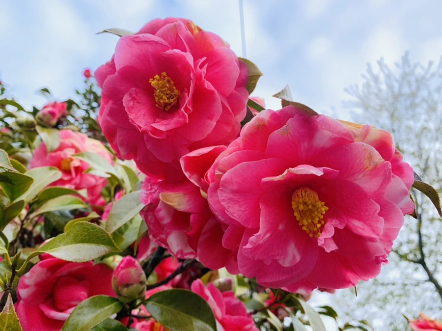 IMG_2929.jpg?type=w966