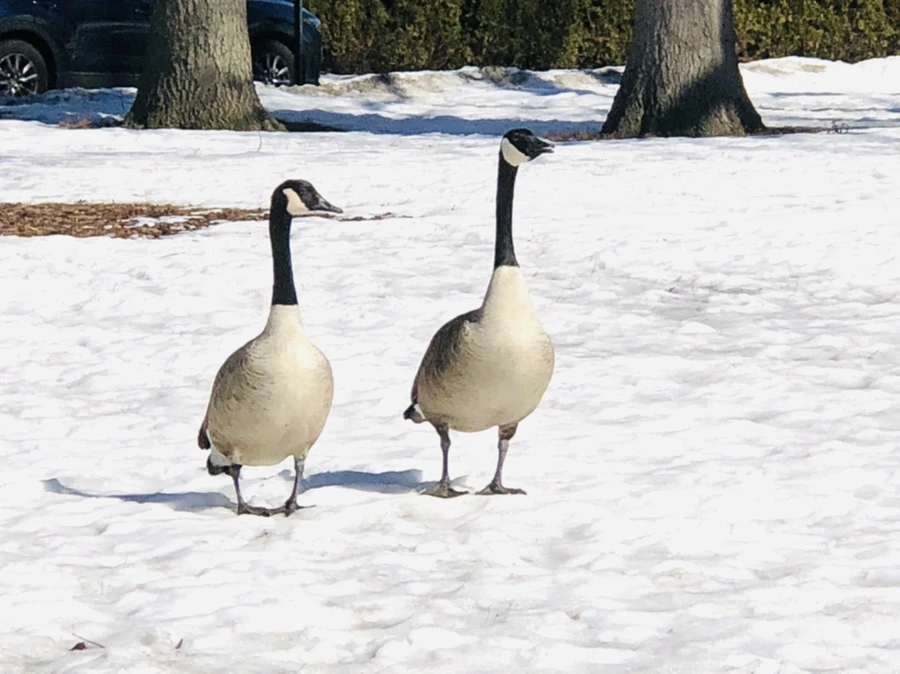 IMG_4494.jpg?type=w966