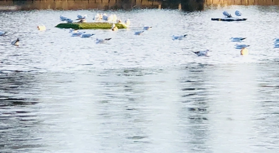 IMG_0825.jpg?type=w966