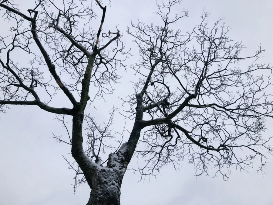 IMG_3695.jpg?type=w966