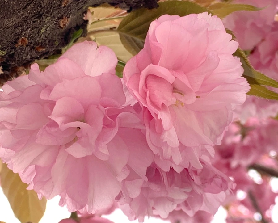 IMG_5487.jpg?type=w966