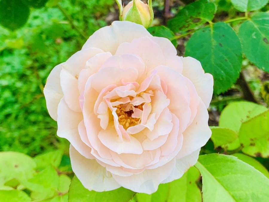 IMG_8751.jpg?type=w966