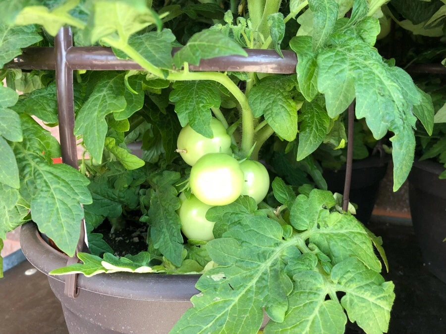 IMG_8815.jpg?type=w966